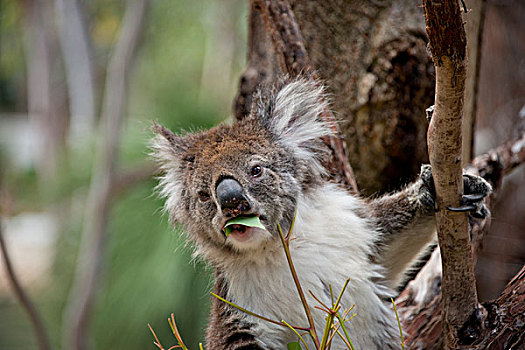 澳大利亚,佩思,国家公园,树袋熊,树,有袋动物,本土动植物,大幅,尺寸
