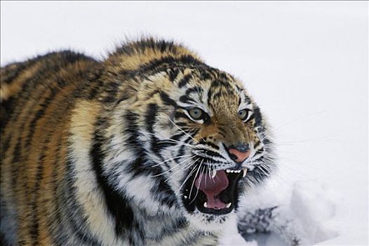 西伯利亚虎,东北虎,俘获,独特,雪中,狰狞,濒危物种,亚洲