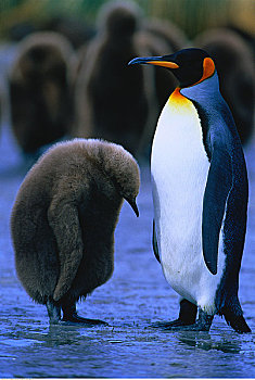 帝企鹅,金港,南乔治亚,南极群岛