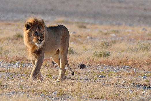 非洲狮,狮子,成年,雄性,走,干燥,草地,埃托沙国家公园,纳米比亚,非洲