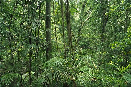 热带雨林,室内,昆士兰,澳大利亚
