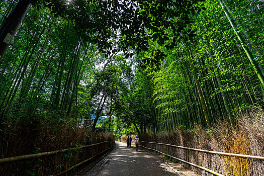 日本京都嵯峨野岚山竹林风光