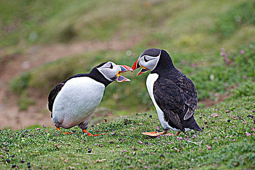 两个,雄性,大西洋海雀,北极,争斗,彭布鲁克郡,海岸,国家公园,威尔士