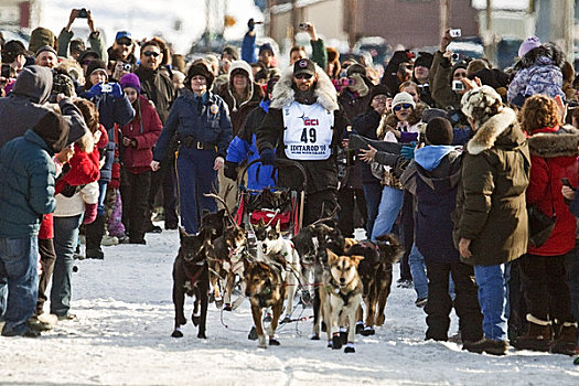 一堆,正面,街道,终点线,胜者,雪橇狗,比赛,北极,阿拉斯加
