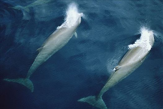 宽吻海豚,鲸,一对,平面,协调,新斯科舍省