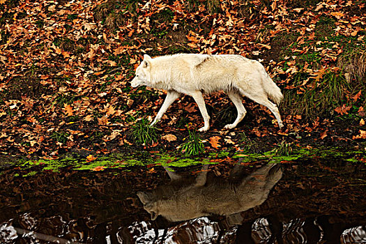 极地狼,白色,狼,北极,水塘,反射,水,加拿大