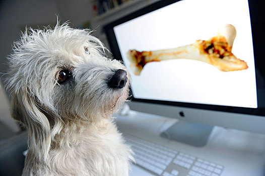 杂种狗,梗犬,看,电脑屏幕,骨头