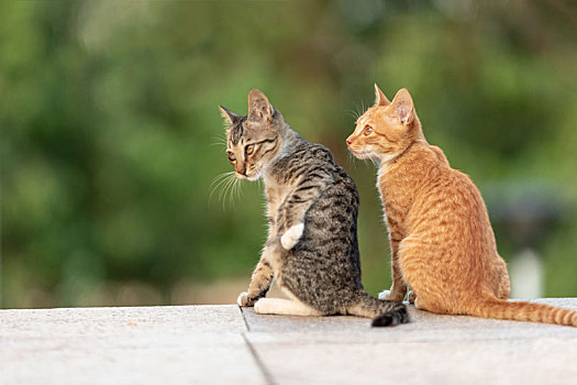 后院花园里玩耍的可爱猫眯