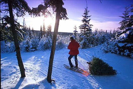 男人,雪鞋,拖拉,圣诞树,阿拉斯加