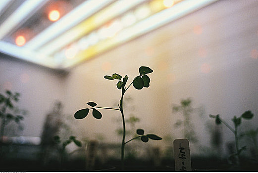 植物,温室