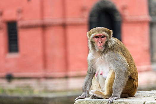 年轻,猕猴,猴子,四眼天神庙,加德满都山谷,尼泊尔