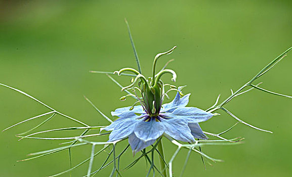 黑茗,草药,药草,调味品,花