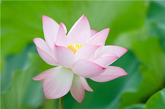 蓮花