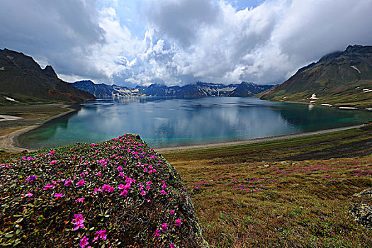 长白山高山花卉