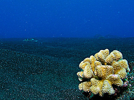 水下景象,珊瑚礁,夏威夷,美国