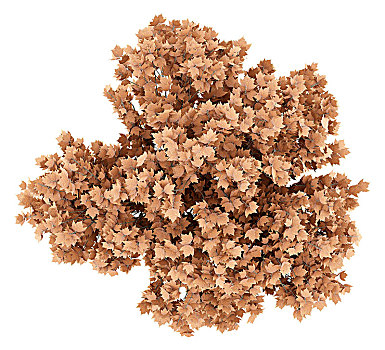 俯视,红枫,树,隔绝,白色背景,背景,插画