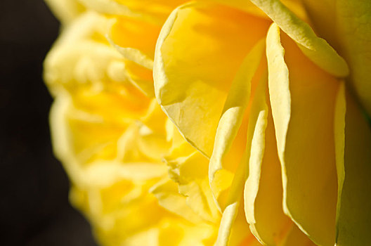 温和,折,精美,黄玫瑰