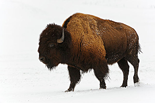 美洲,野牛,冬天