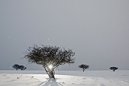 雪,落下,上方,树,瑞典