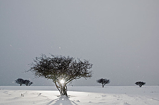 雪,落下,上方,樹,瑞典