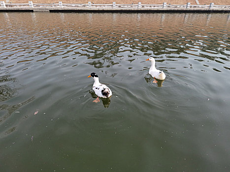 一群鸭子水中游