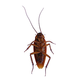 蟑螂照片身体图片