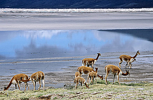 小羊驼,高原,智利,牧群,边缘,盐湖,生活方式,寒冷,山,毛织品,一个,奢华,安第斯山