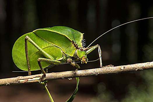 叶子,蝗虫,螽蟖科,形状,外观,保护色,国家公园,马达加斯加,非洲