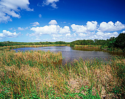 美国,佛罗里达,大沼泽地国家公园,水塘,大幅,尺寸