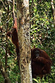 猩猩,野生动植物保护区,沙捞越,婆罗洲,马来西亚