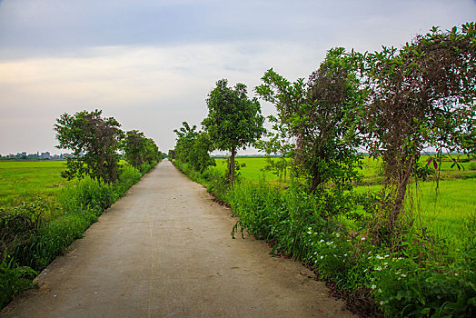 道路,树