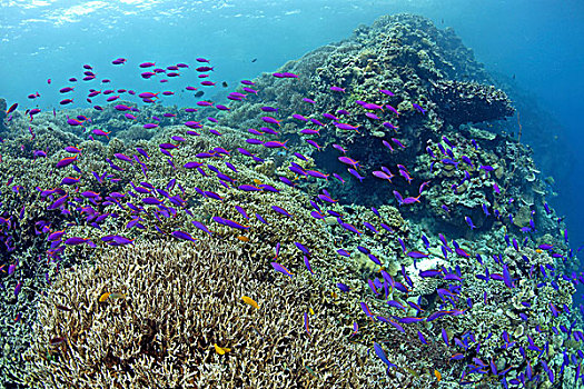珊瑚,花园,金拟花鲈,宿务岛,省,菲律宾,亚洲