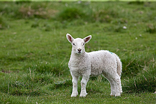 羊羔,站立,草,诺森伯兰郡,英格兰