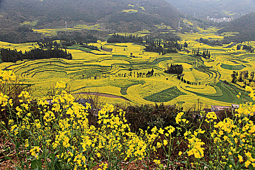 罗平螺丝田油菜花