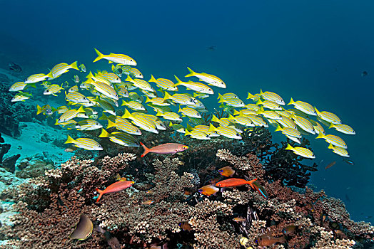 鱼群,鱼,鲷鱼,四带笛鲷,游动,上方,珊瑚礁,岛屿,班达海,太平洋,印度尼西亚,亚洲