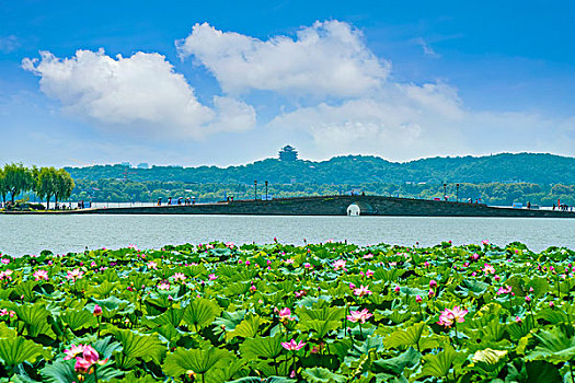 莲花池,西湖