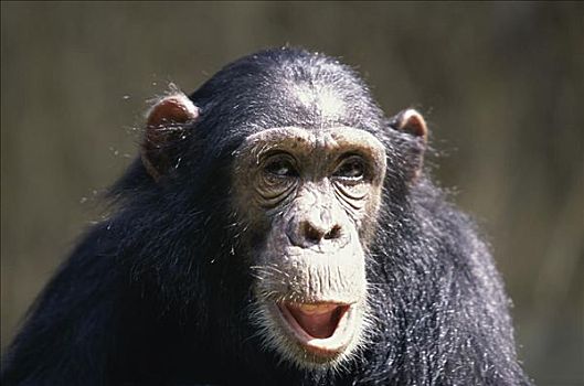 黑猩猩,坦桑尼亚