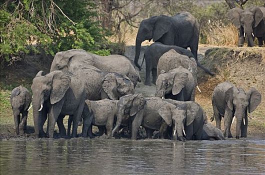 坦桑尼亚,国家公园,饮料,河