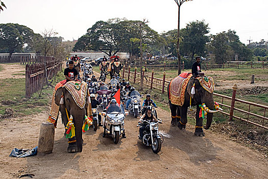 哈雷,大象,泰国,一月,2007年