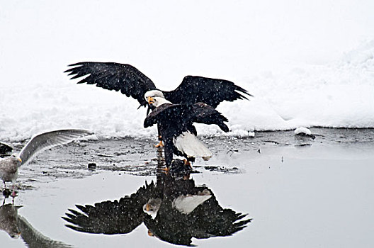 美国,阿拉斯加,海恩斯,十一月,契凯特白头鹰保护区,白头鹰,湖,岸边
