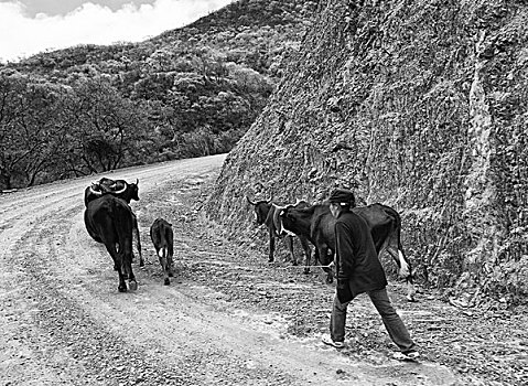 农夫,动物,小路,山,南美,玻利维亚
