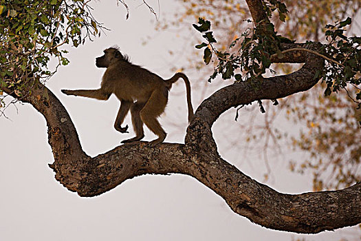 南非大狒狒,南卢安瓜国家公园,赞比亚