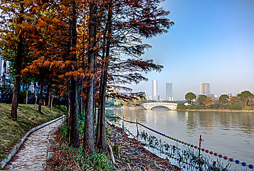 冬景,湖光冬色,水杉