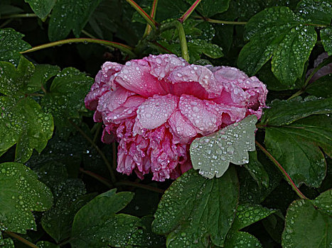 雨中牡丹