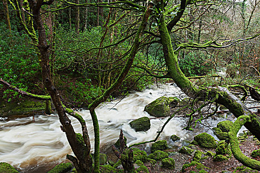溪流,靠近,瀑布,基拉尼国家公园,凯瑞郡,爱尔兰