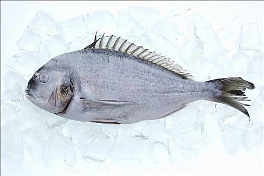 铜盆鱼,冰