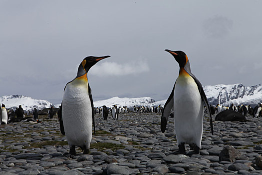 南极企鹅对望
