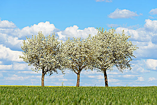 三个,梨树,春天,巴登符腾堡,德国