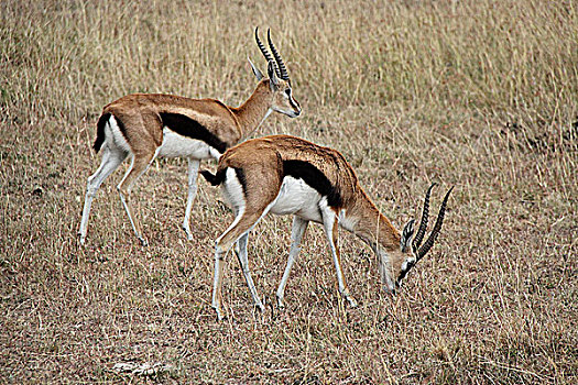 肯尼亚非洲大草原羚-吃草