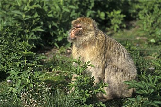 叟猴,直布罗陀,伊比利亚半岛,欧洲